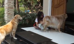 配狗视频,跟随镜头，见证狗狗们的欢乐时光